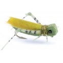 GRAND HOPPER RAINY'S
