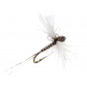 MOUCHE AB FLY SUB CAENIS