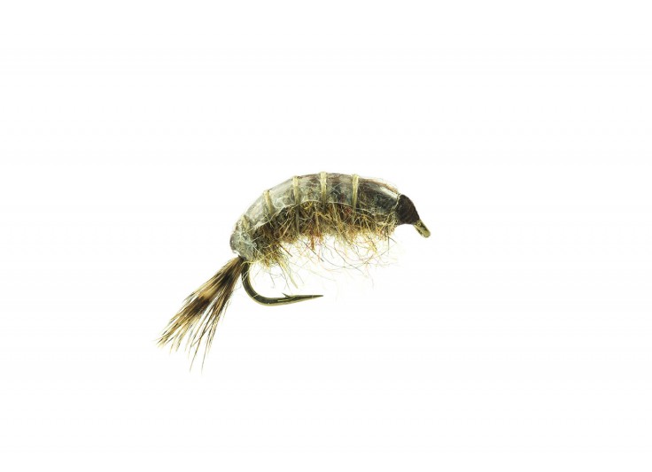 MOUCHE DEVAUX GAMMARE JBG 00 2023