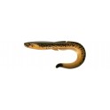 FISHUP RAM GRUB 7