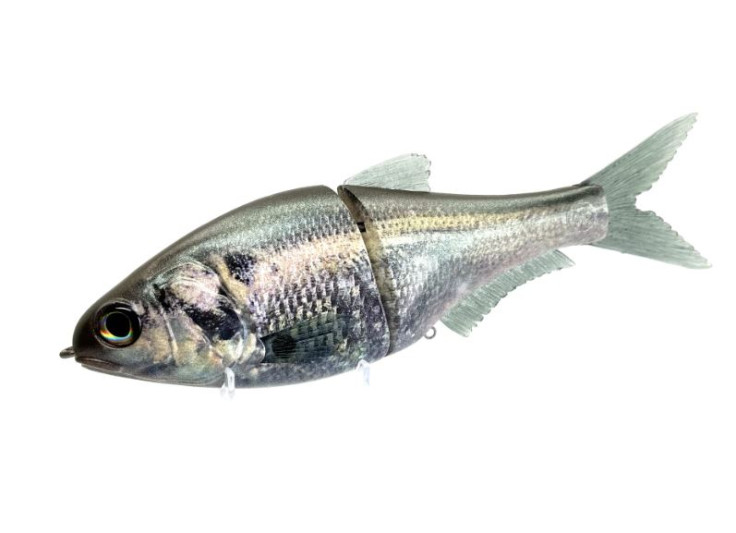 86 BAITS ANDROMEDA 2025