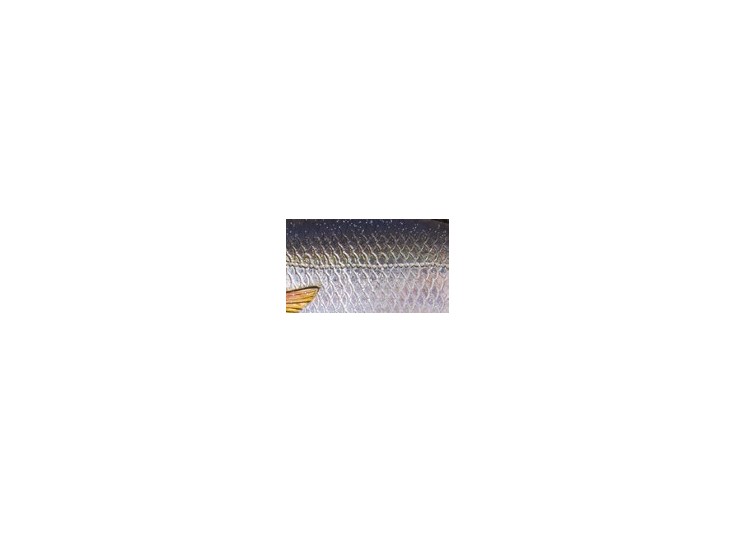 SAVAGE GEAR 3D ROACH SHINE GLITER 135 2015