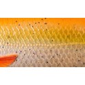 SAVAGEAR 3D ROACH SHINE GLITER 135 