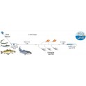 LIGNE DE TRAINE FLASHMER ECO LINE MULTIPECHE