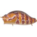 ADUSTA ZACRAWL YAJIROBEE