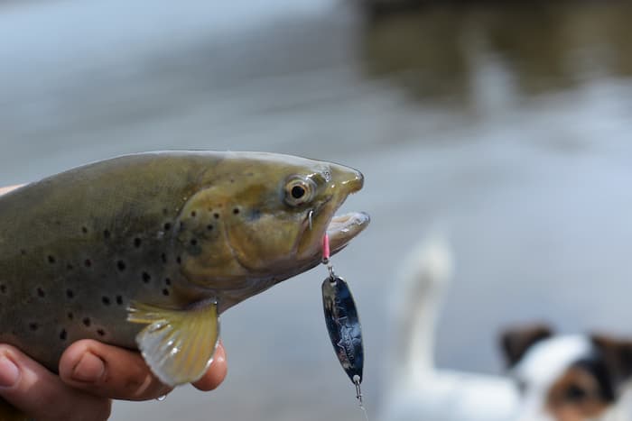 La pêche de la truite à la cuiller 