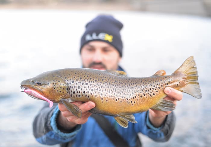 Les grosses truites ne sont pas rares quand on pêche au shad.