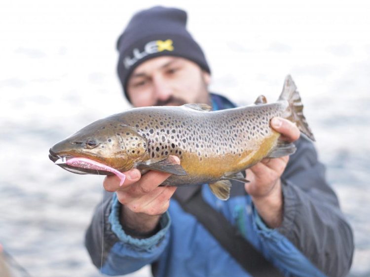 Truite aux leurres souples : comment bien pêcher au shad ? - DPSG