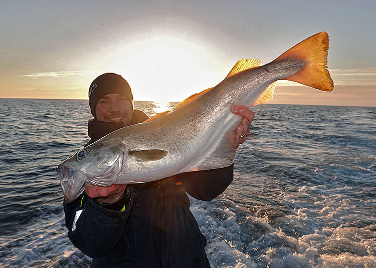 Pêche du lieu jaune aux leurres, 3 règles pour bien démarrer !