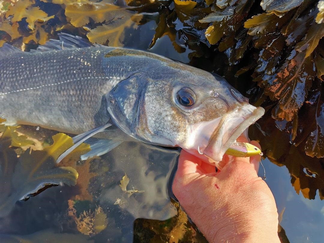 Que vous utilisiez des leurres durs ou souples, la pêche en crancking est bien suffisante pour ses bars.