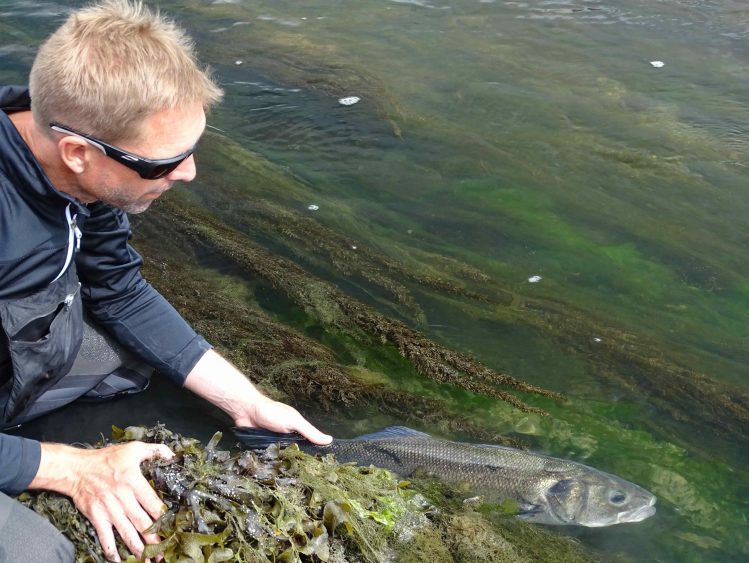 Le powerfishing, une bonne stratégie pour prendre ses premiers bars.