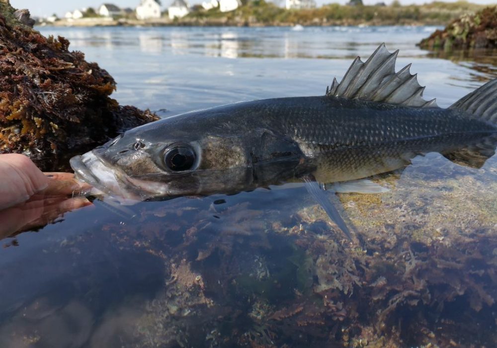 Les postes à prospecter en priorité pour pêcher le bar depuis la côte