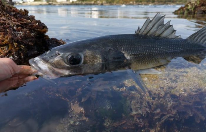 Des spots variés pour pêcher le bar du bord