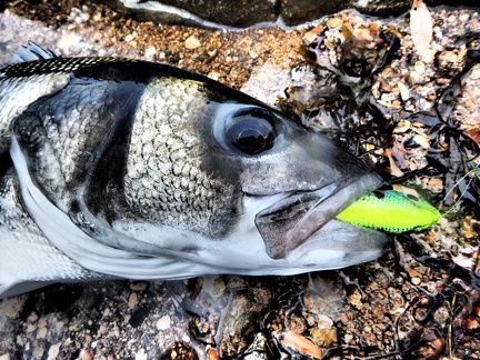 Le Superspook d'Heddon en coloris HOS est une valeur sûre pour la pêche du bar.