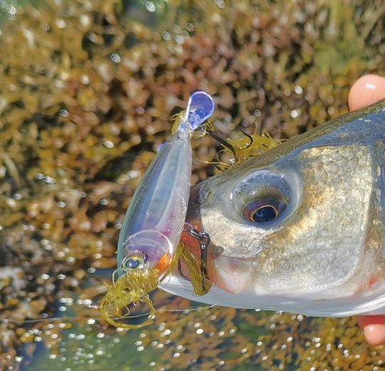 Les leurres blancs sont-ils si bons que ça ??? Le TOP 3 des invités pour la  pêche du bar // FC 39 