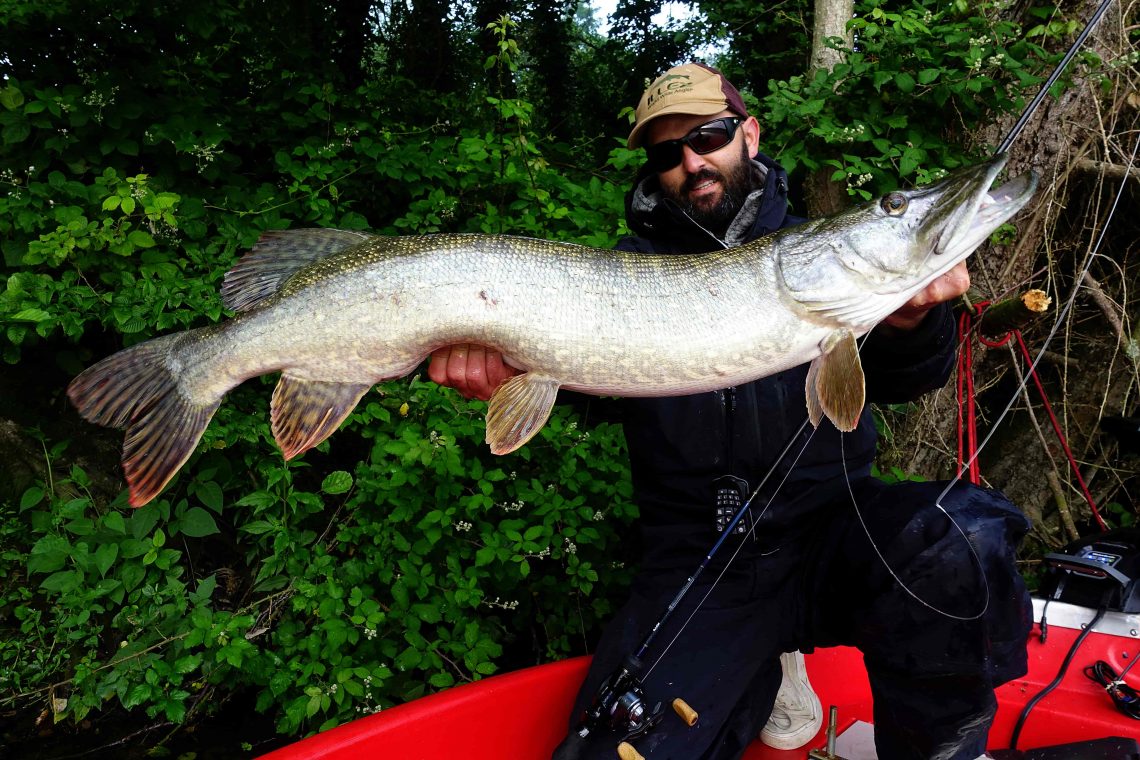 Un gros brochet leurré au Rubber Jig début juin dans des bois immergés proches de la bordure.