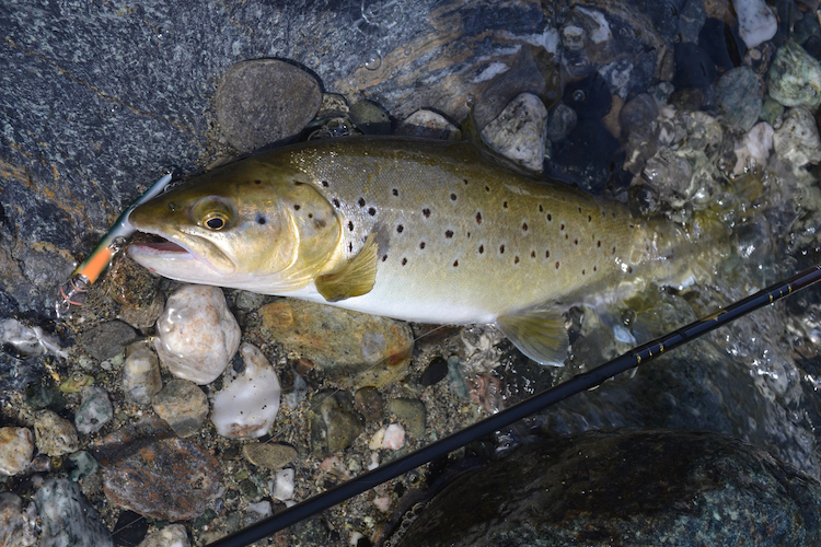 Conseils pour la pêche de la truite au minnow coulant en rivière