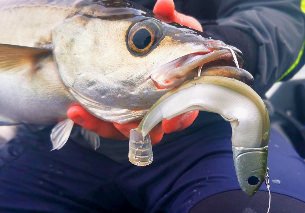 Les Shads : bien les connaître pour mieux les utiliser pour pêcher en mer !