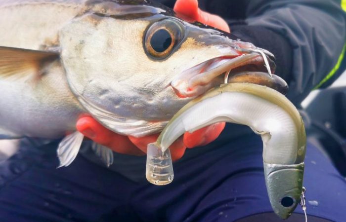 Leurres pêche en mer