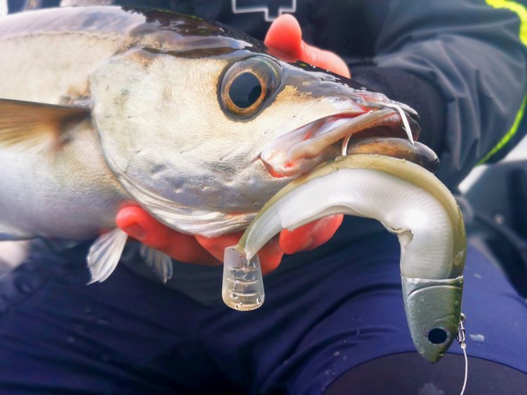 Pêche au leurre souple : choix du leurre selon sa technique de pêche