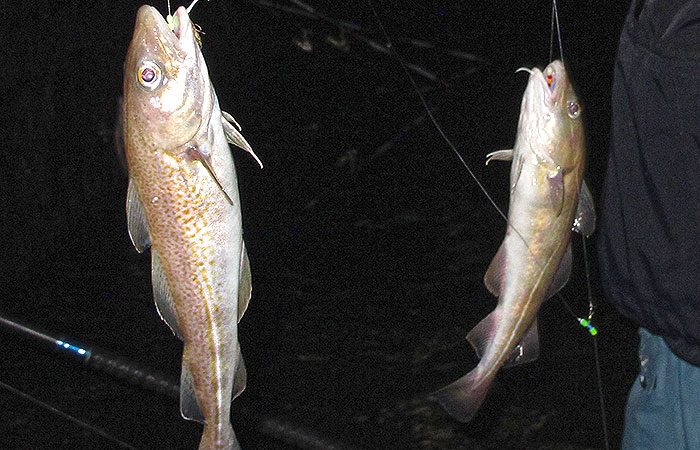 Doublé de moruettes en pêche de digue