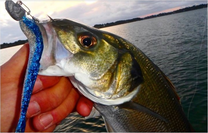 La pêche à la volée se pratique généralement avec des petits leurres et des têtes spécifiques. l'objectif étant de produire des actions dynamiques imitant la fuite d'une proie.