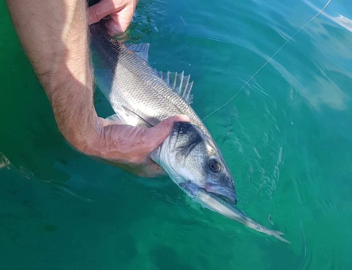 Les finness avec leur queue en V sont des grands classiques aussi de la pêche à la volée.