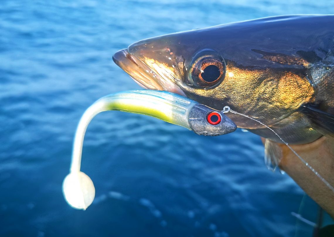 Pêche au leurre souple : choix du leurre selon sa technique de pêche