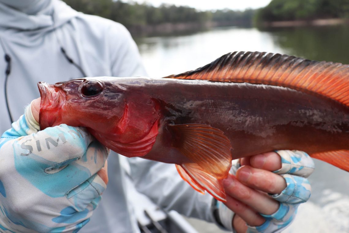 mataguaro poisson d'Amazonie