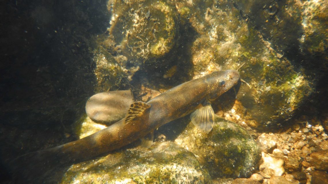 photo subaquatique d'une loche de rivière