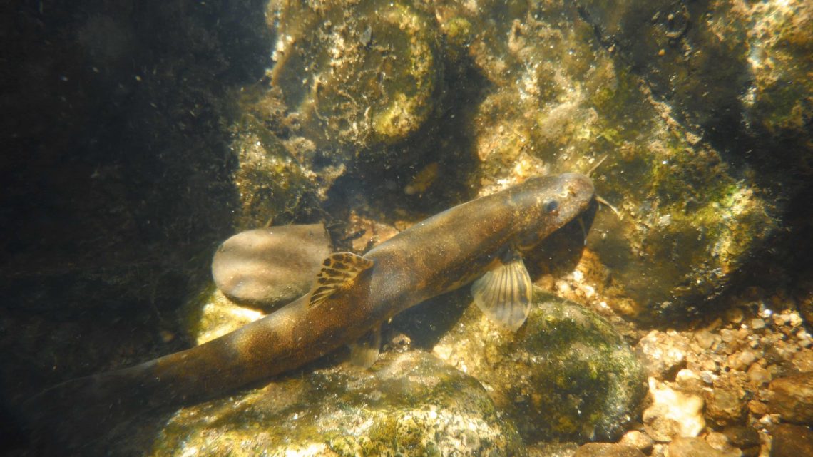 photo subaquatique d'une loche de rivière