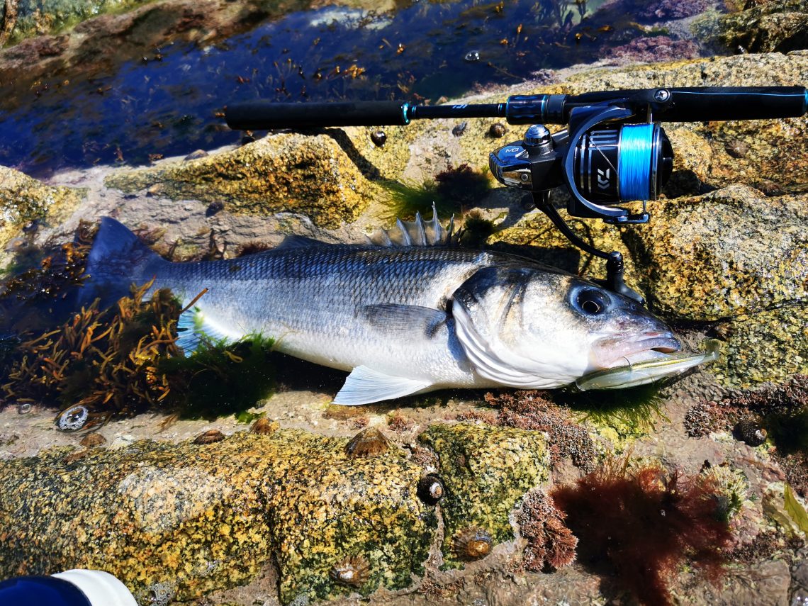 Bien choisir son matériel pour pratiquer la pêche du bar depuis le bord de  côte