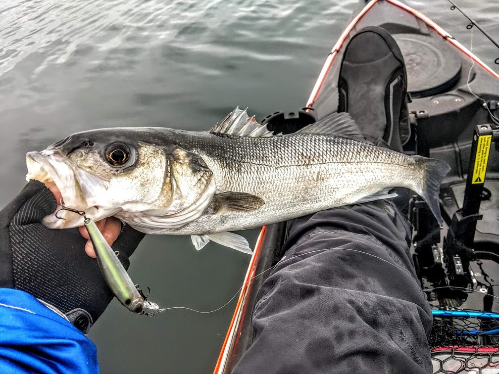 En kayak, pour prospecter les bordures en powerfishing, les minnows sont une arme redoutable.