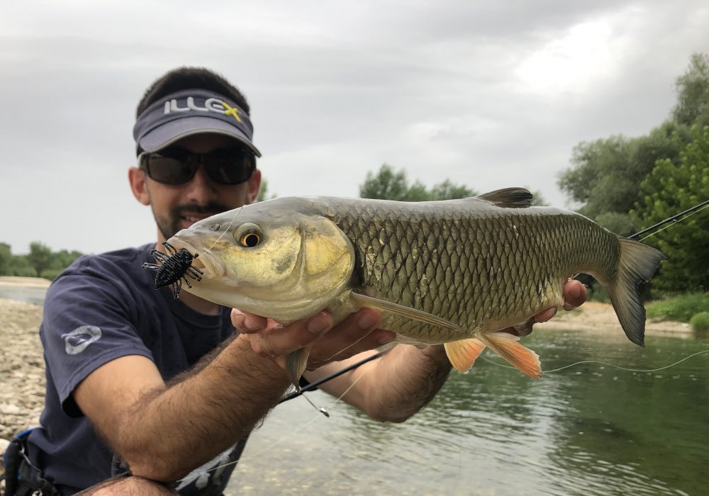 5 conseils pour la pêche du chevesne en surface à vue aux imitations d’insectes !