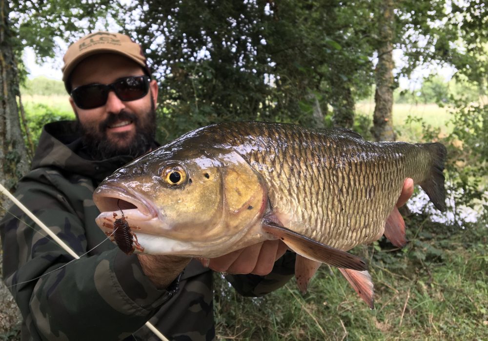 Matériel et accessoires nécessaires pour la pêche du chevesne en surface aux imitations d’insectes