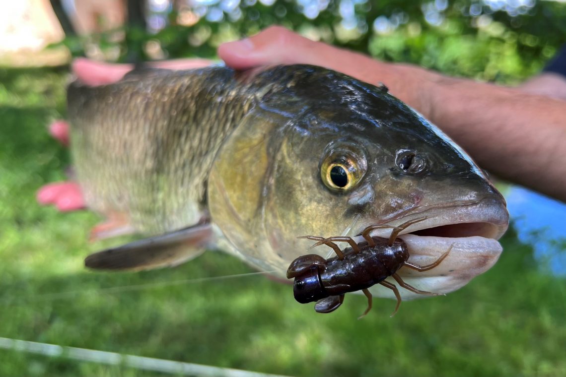 poisson photographié en gros plan