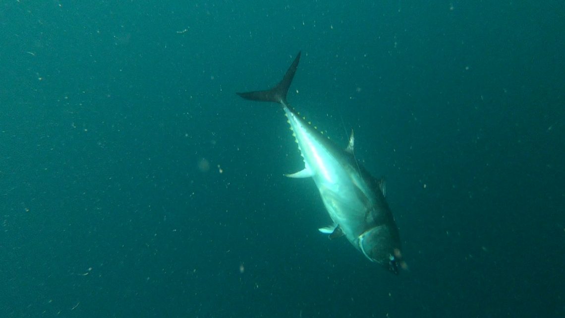 thon rouge en vue sous-marine 