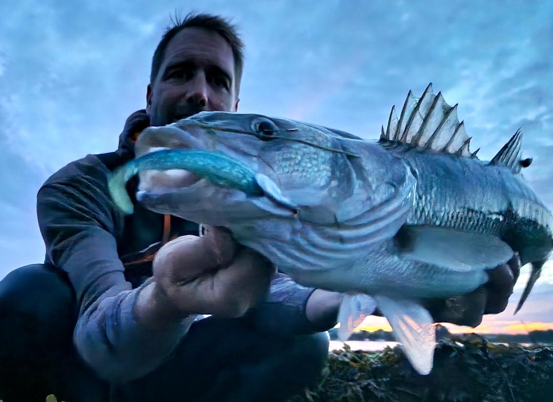 Un second dans la foulée, en traction avec un Blue Shad de Flashmer.