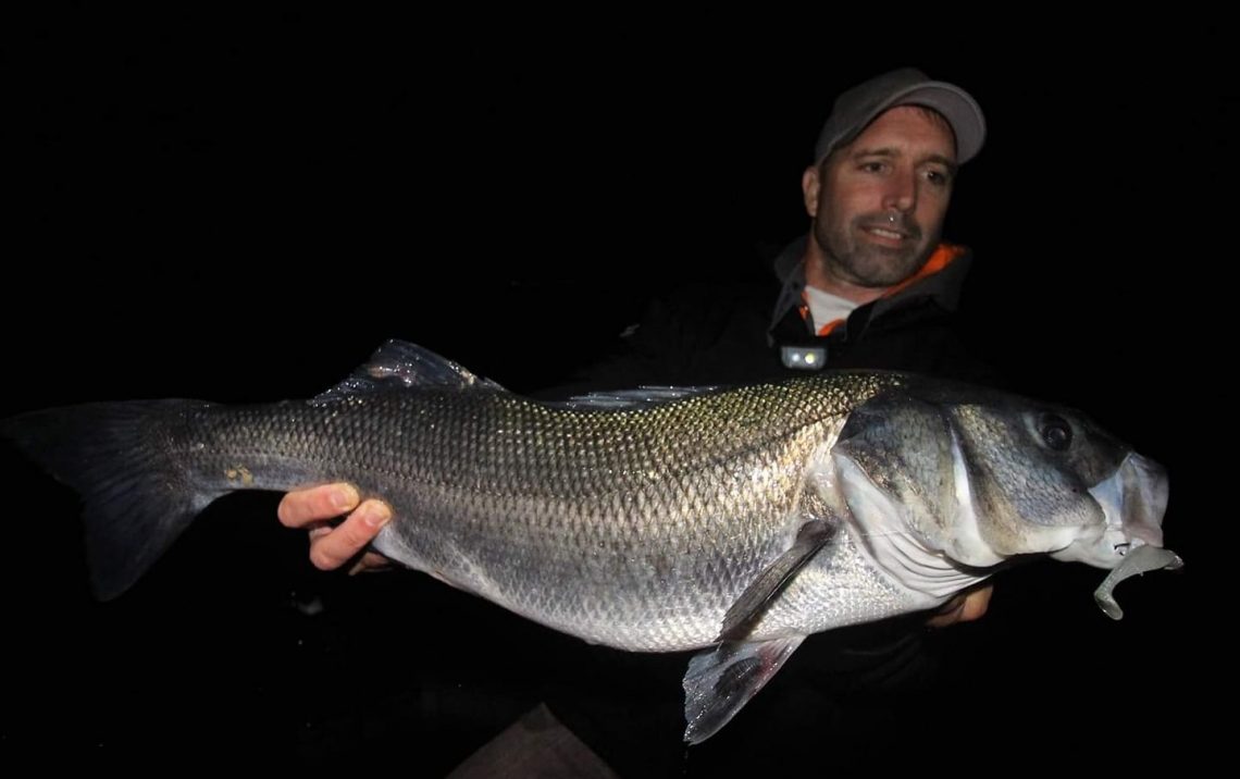 Des pêches lentes en linéaire ou à gratter sont particulièrement efficaces de nuit.