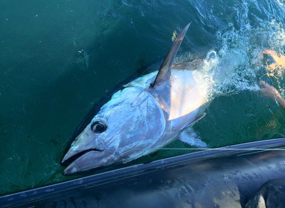 Quels matériel et montage utiliser pour la pêche du thon au vif en Bretagne ?