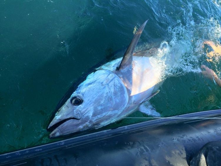 En bretagne le poisson moyen pèse 80kg et les plus gros 300kg... Un matériel spécifique est donc nécessaire !