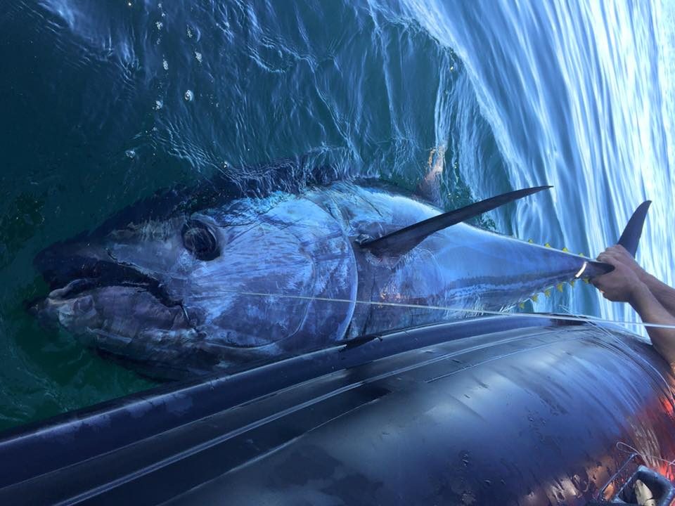 Avec un poisson aussi puissant que le thon, les départs sont souvent violents et il est impératif d'être organisé pour ne pas se faire surprendre...