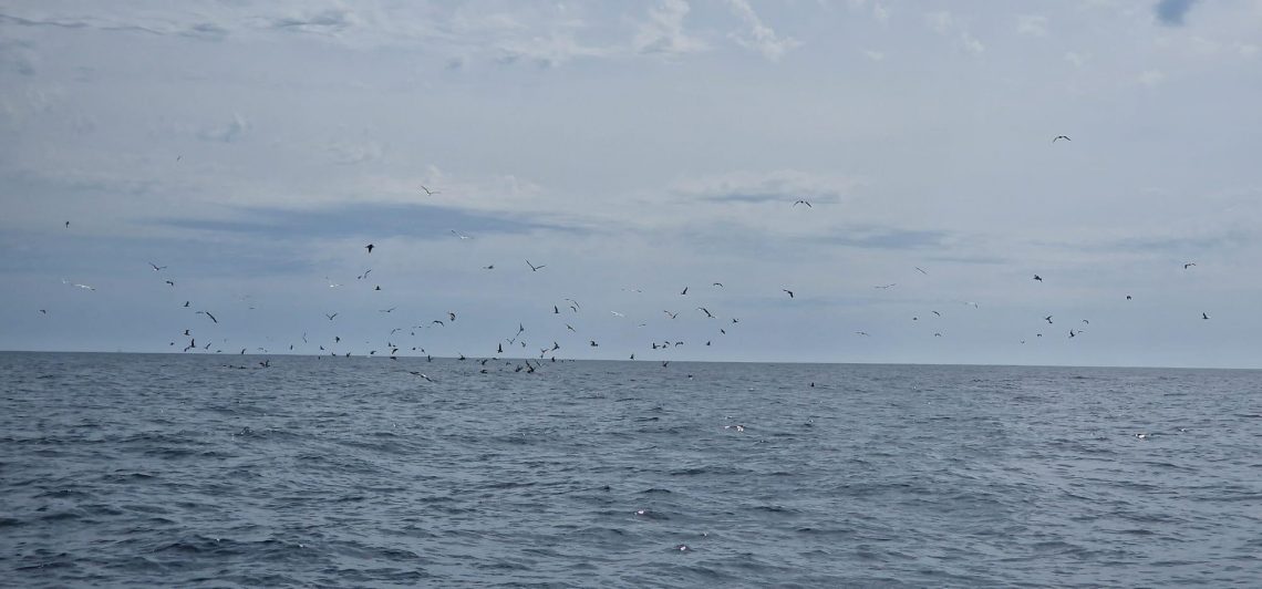 Les oiseaux permettent bien souvent de localiser la zone d'activité...