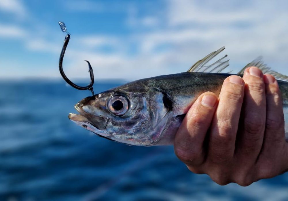 Pêche du thon rouge : bien choisir ses vifs et savoir les escher correctement