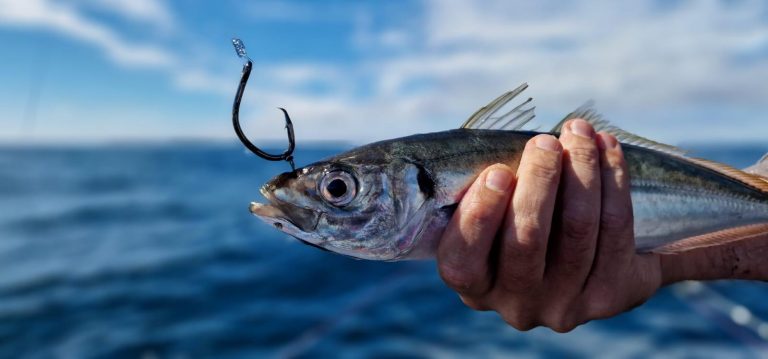 Pêche du thon rouge : bien choisir ses vifs et savoir les escher correctement