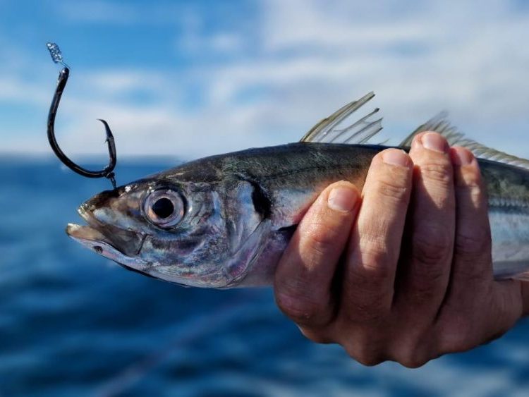 Pêche au vif en mer en bateau : matériel de pêche, montage et vifs