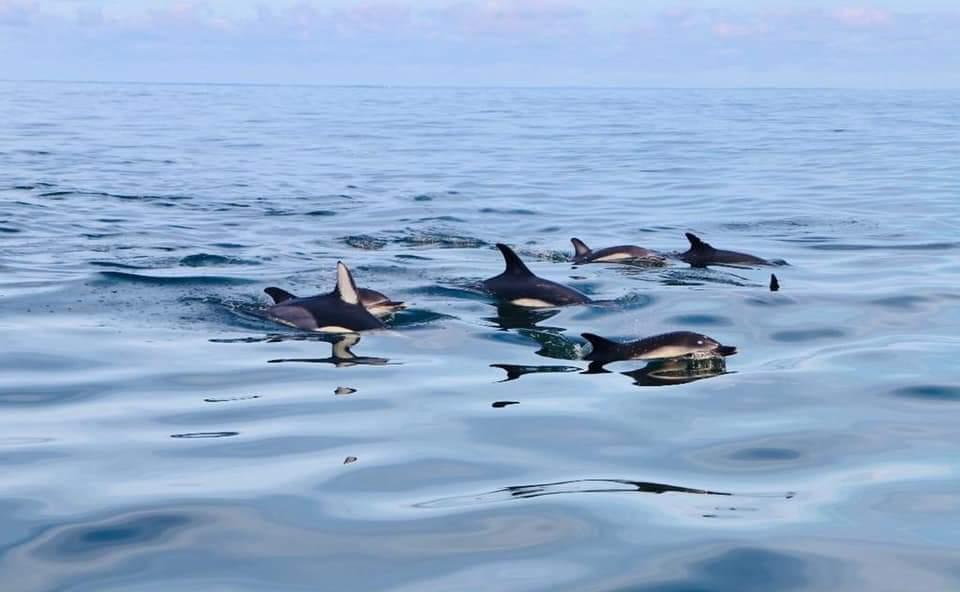 ... Mais les dauphins ceux ont aussi d'excellents indicateurs, car souvent mêlés aux thons !