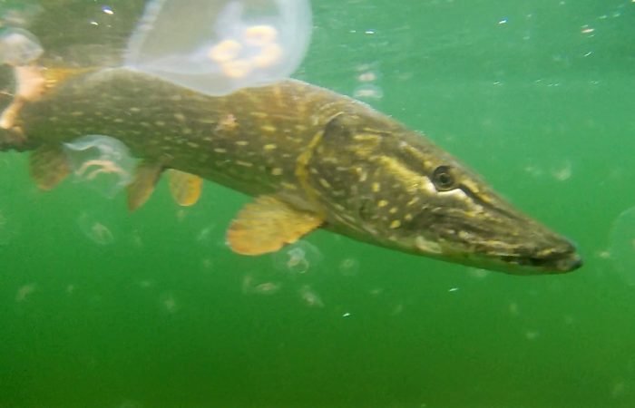 Les bonne stratégies pour la pêche du brochet à l'automne