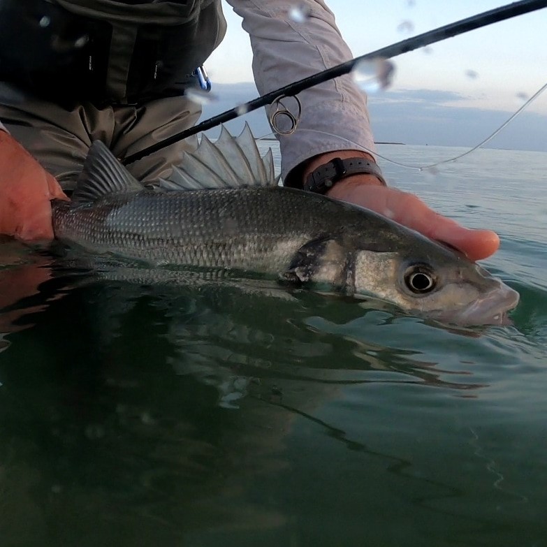 Le matériel à choisir pour la pêche du bar à vue à la mouche