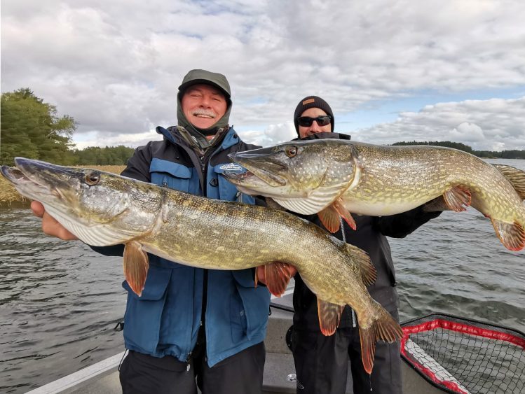 Leurre souple couleur Perche pour la pêche du Brochet